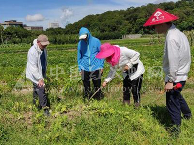平潭红火蚁统防统治见实效