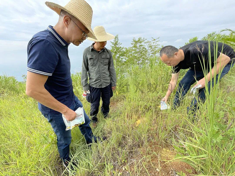 攀枝花苏铁保护中心与市森防站联合开展红火蚁防治工作