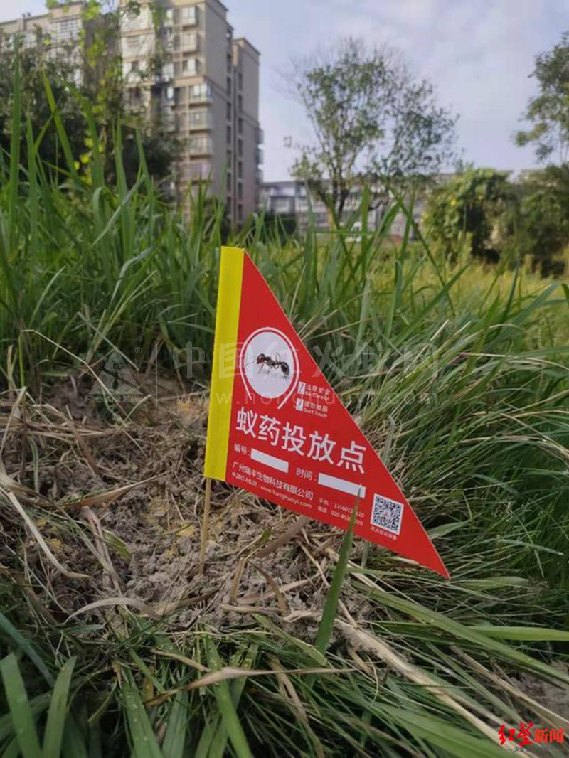 危险入侵生物!成都金堂现红火蚁 多人被咬