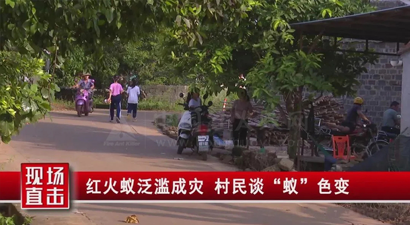 临高县:“狙击”红火蚁