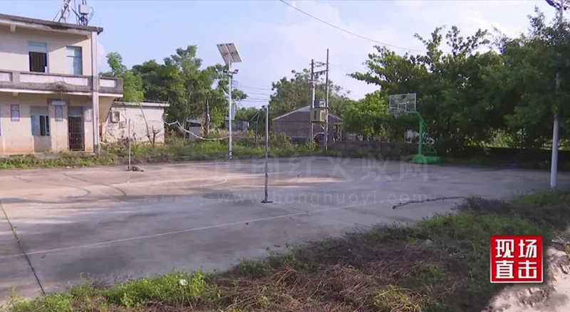 临高县:“狙击”红火蚁