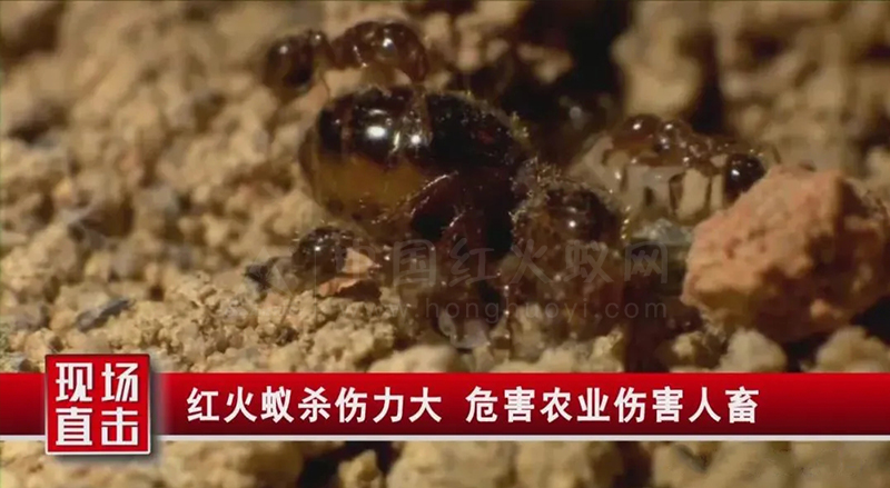 临高县:“狙击”红火蚁