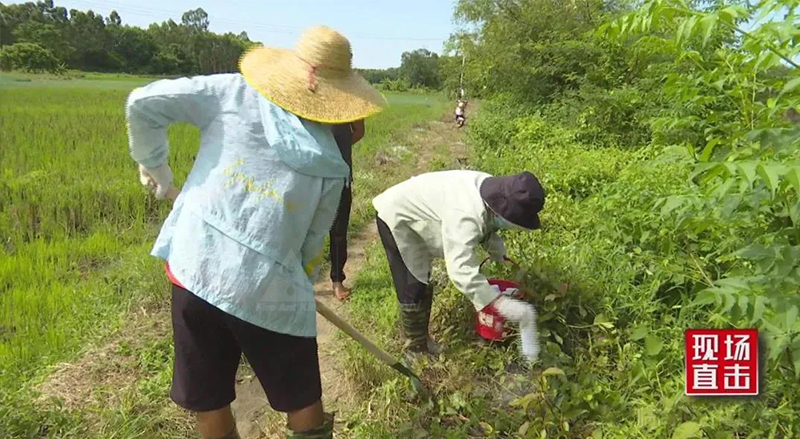 临高县:“狙击”红火蚁