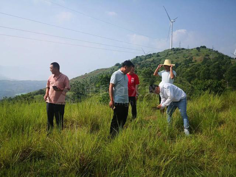 盐边县开展红火蚁防治工作