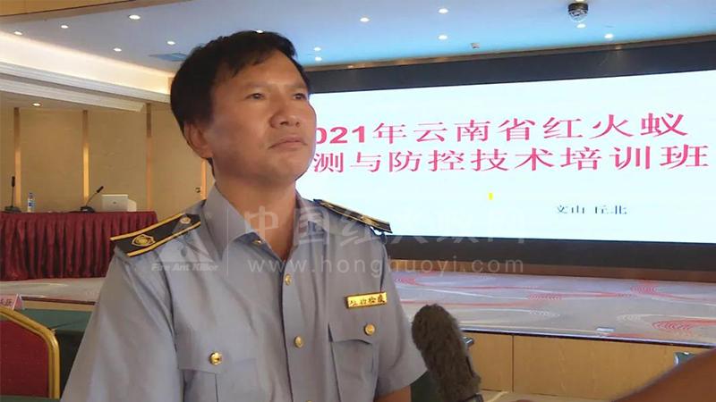 红火蚁危险！！云南省专家在丘北支招如何防控