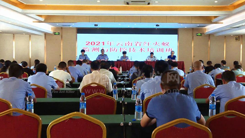 红火蚁危险！！云南省专家在丘北支招如何防控