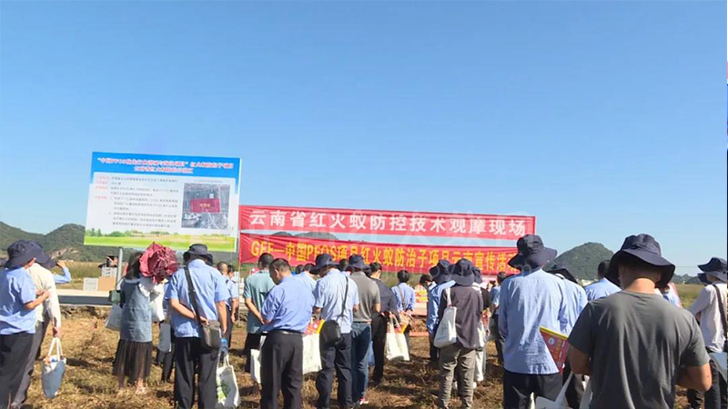 红火蚁危险！！云南省专家在丘北支招如何防控