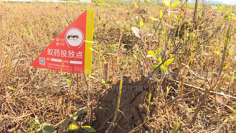 红火蚁危险！！云南省专家在丘北支招如何防控
