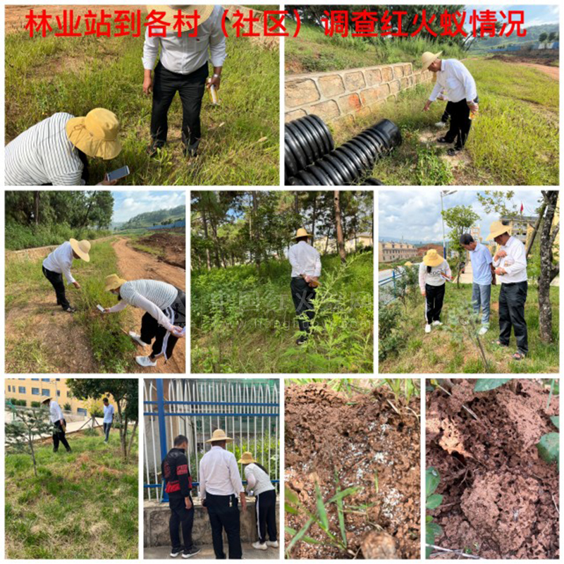 红火蚁出没,隆阳西邑迅速行动!