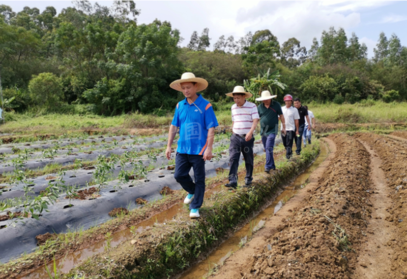 湛江坡头区农业农村局开展红火蚁防控、撂荒地复耕复种调研工作