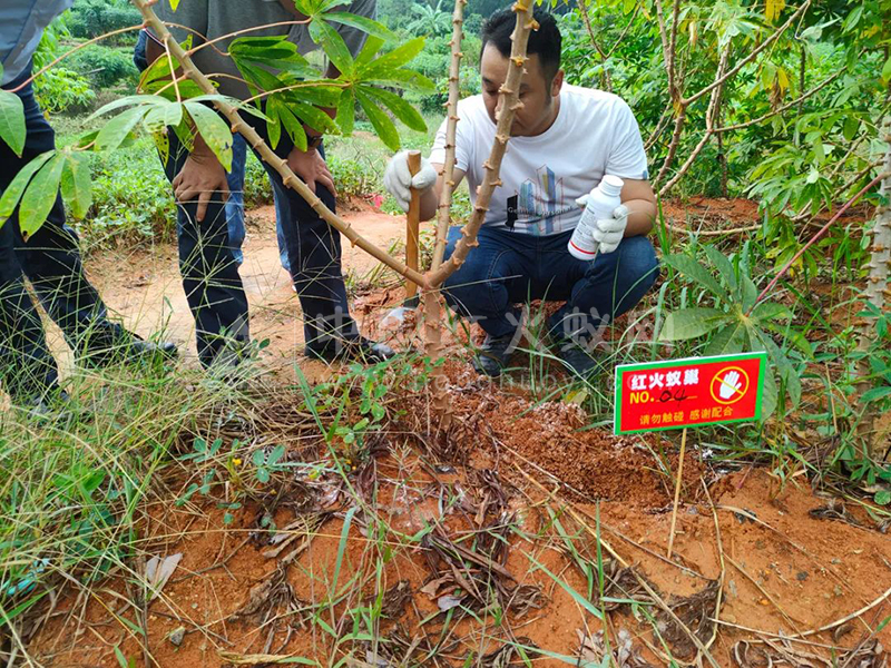 警惕!肇庆这些地方发现红火蚁出没!目前已开展灭蚁行动……