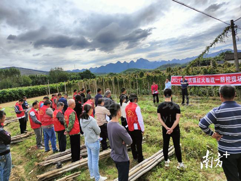 阳山七拱实施“三步走战略”打响红火蚁“阻击战”