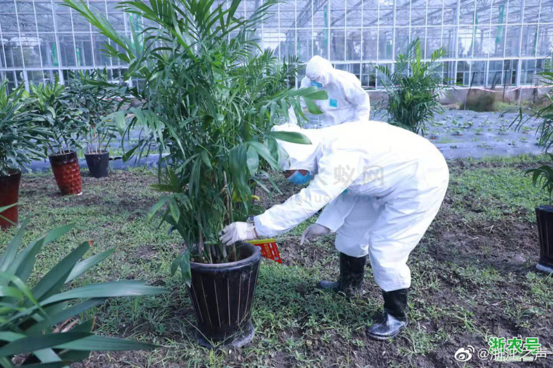 浙江举行模拟演练，打好红火蚁疫情防控阻截战