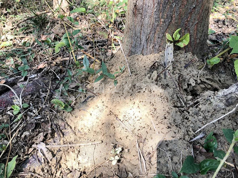 韶关拾贝湖公园发现红火蚁