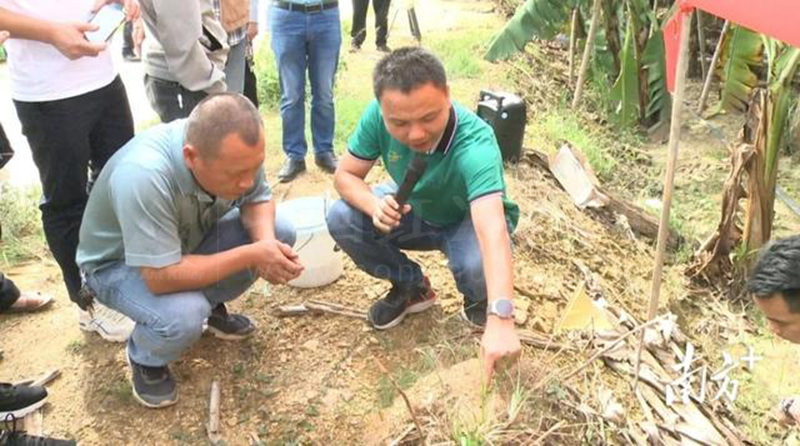 全力防控红火蚁,鼎湖区农技服务送下乡
