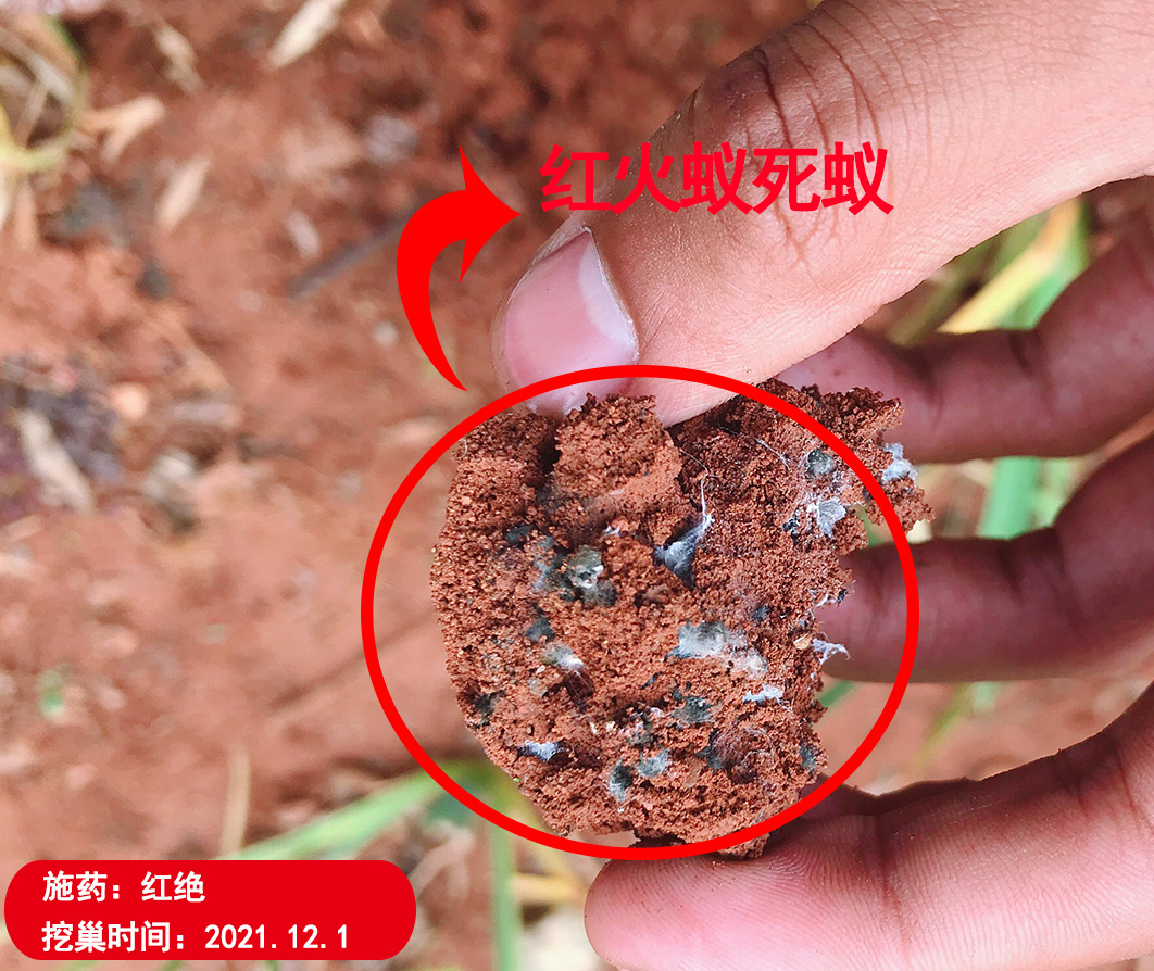 红绝红火蚁防控专用药剂