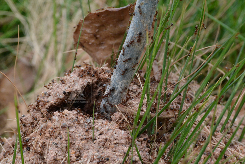 弥勒人注意！这危险生物来了！