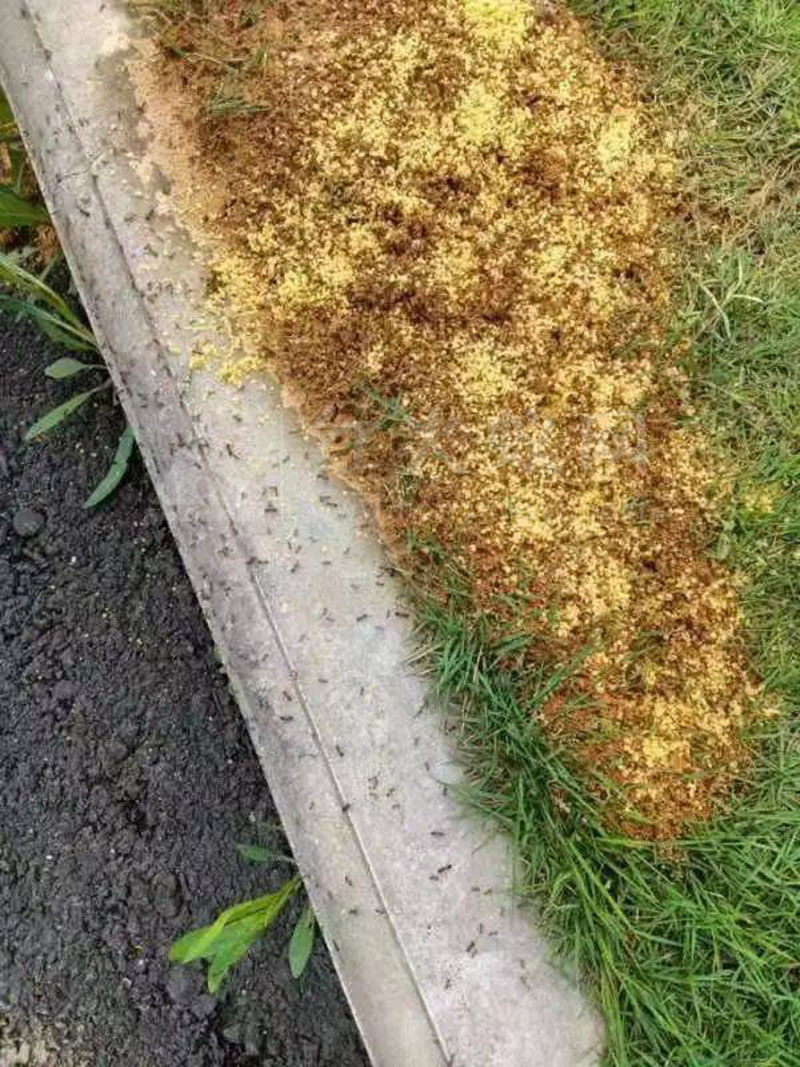 仰天岗办事处开展红火蚁防控工作