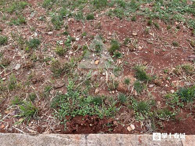 提醒!红火蚁“扎堆”官南大道绿化带户外活动谨防蛰伤