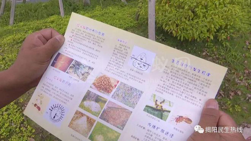 注意！揭阳市区这里发现红火蚁的巢穴，相关部门迅速消杀