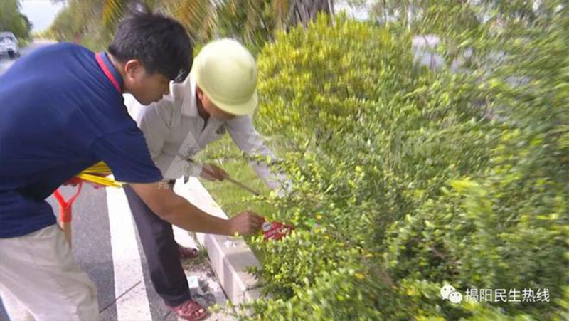 注意！揭阳市区这里发现红火蚁的巢穴，相关部门迅速消杀