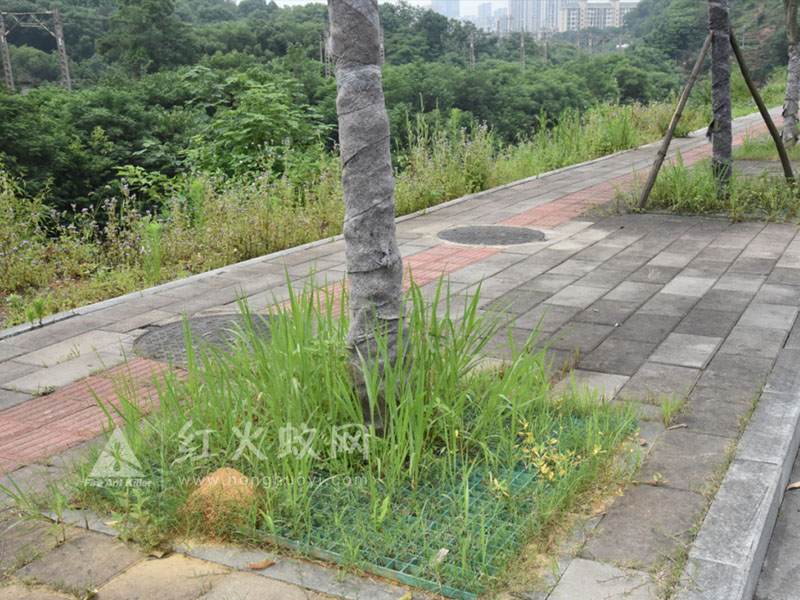 ↑赣州市中心城区京九路、双江大道的红火蚁窝。