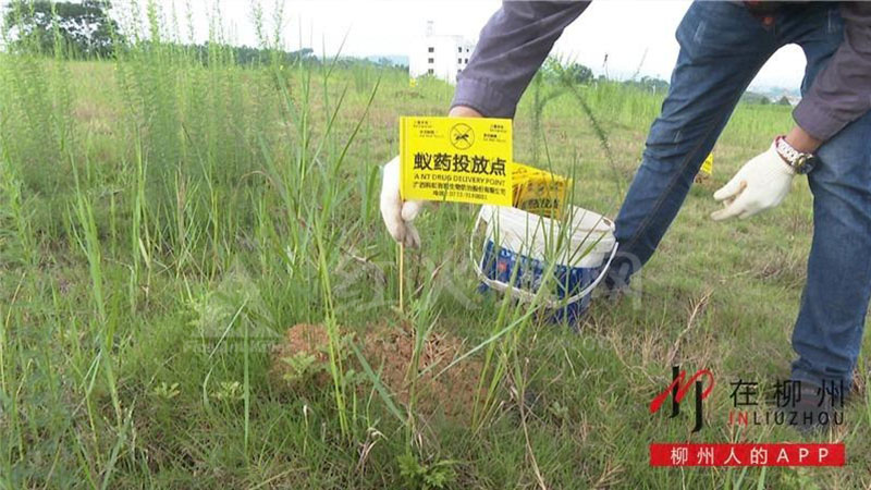 工作人员在蚁巢上投放药。