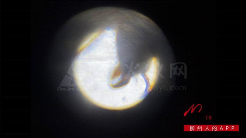 放大镜下的红火蚁。