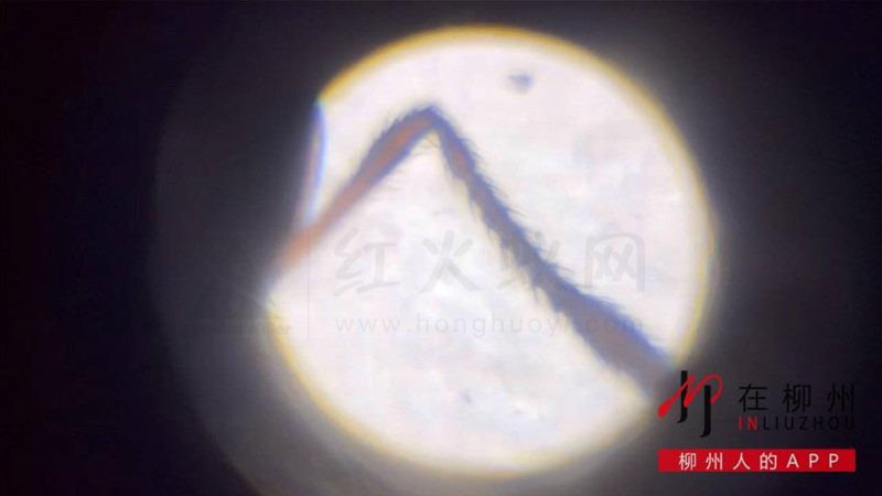 放大镜下的红火蚁。